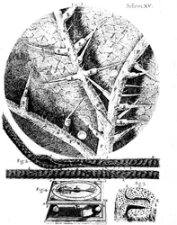 Illustrations du microscopiste anglais Robert Hooke Micrographia, 1665