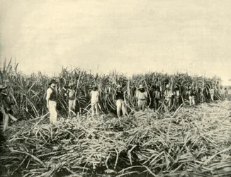 Dans une plantation de sucre du Queensland, 1901