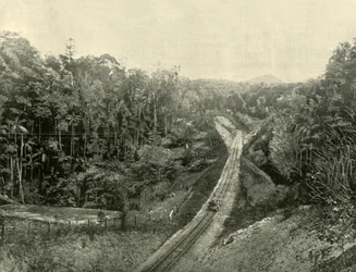 Dans les Blackall Ranges, 1901