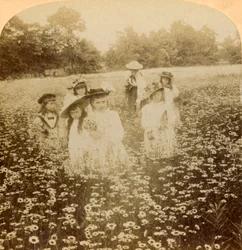 Dans le champ de marguerites : Douce fleur de la clairière rurale, 1896