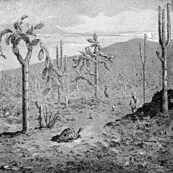 Île Indefatigable, Archipel des Galápagos, 1895