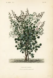 Coque du Levant