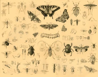 Insectes, vers 1910