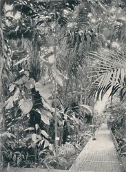Intérieur de la Grande Serre Palmier, Kew Gardens, 1904