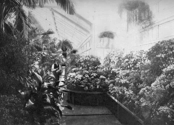 Intérieur de la serre de la Maison Blanche, Washington DC, USA, 1908