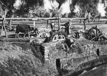 Irrigation des champs près du Caire, Égypte, vers 1920