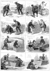 Production de thé japonais, 1874