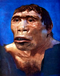 Homme de Java Pithecanthropus erectus