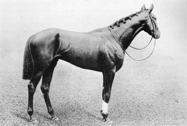 Djeddah, 1895-1909, 1911