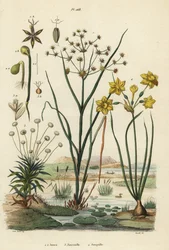 Joncs articulés, Juncus articulatus 1, jonc des crapauds, Juncus bufonius 2, pipewort, Paepalanthus dendroides 3, et jonquille, Narcissus jonquilla 4