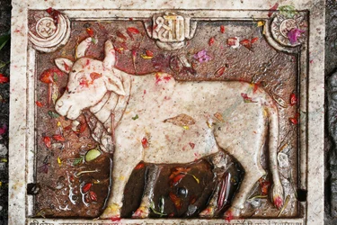 Vache sacrée Kamdhenu, Shesh Narayana, Népal