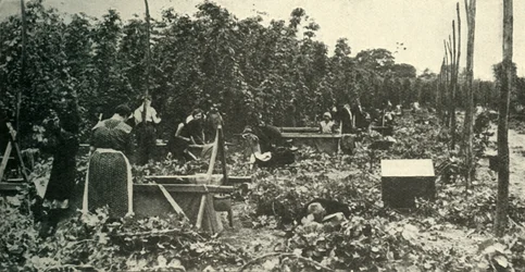 Houblon du Kent, vers 1948
