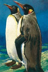 Manchots royaux, vers 1928