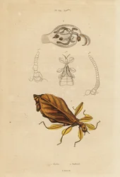 Insecte feuille, espèce Phyllium, et nudibranche, espèce Phylliroe