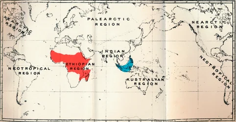 Lemuroidea - II. Carte montrant la distribution des Tarsiidae en bleu et des Galaginae en rouge, 1897
