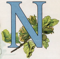 Lettre N : noisettes. Gravure dans « ABC L