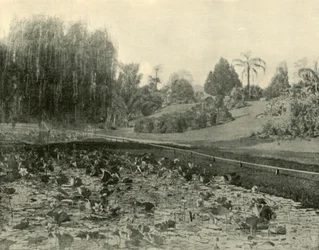 Étang aux nénuphars, jardins botaniques de Brisbane, 1901