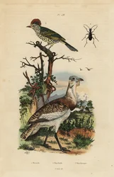 Outarde brune, Eupodotis humilis, et bec-pointu, Oxyruncus cristatus