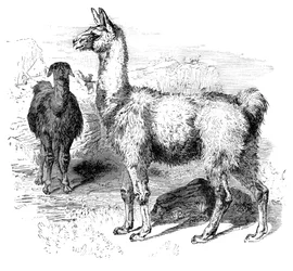 Lamas, vers 1880