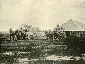 Chargement de laine, Warrawooh Station, Wimmera, 1901