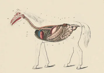 Section longitudinale du cheval, vers 1879