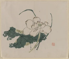 Fleur de lotus, 1368-1644