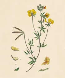 Lotus tenius. Lotier des oiseaux, 19ème siècle