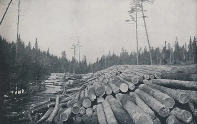 Exploitation forestière, 1924