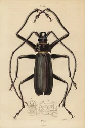 Coléoptère Macrotoma hayesii