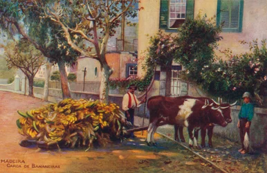 Madère - Carca De Bananeiras, vers 1940
