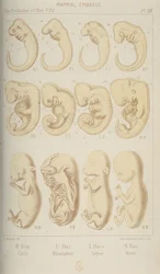 Embryons de mammifères, 1905