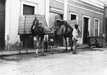 Homme avec des chameaux, Las Palmas, Grande Canarie, Îles Canaries, Espagne, vers 1920-1930