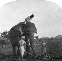 Maître Ekbal nourrissant un éléphant, Inde, années 1900