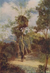 Maison-arbre mélanésienne, 1924