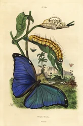 Papillon morpho bleu Ménélas, Morpho menelaus, chenille et chrysalide