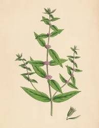 Mentha gracilis, var. genuina. Menthe grêle, 19e siècle