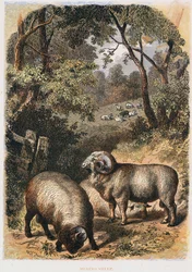 Moutons mérinos, vers 1860