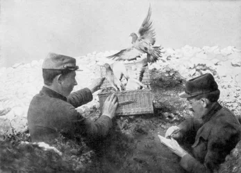 Pigeons messagers libérés en première ligne, Première Guerre mondiale, 1915
