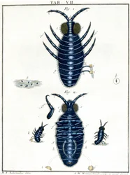 Microscopie