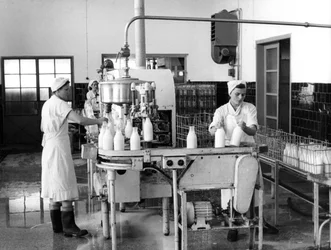Production de lait, Zagreb, Yougoslavie, 1952