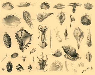 Mollusques, vers 1910
