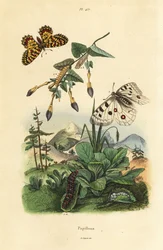 Papillon Apollon des montagnes, Parnassius apollo 1, et feston méridional, Zerynthia polyxena 2, larve et chrysalide