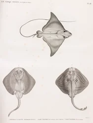 Mourine Vachette & Raie à Bandes
