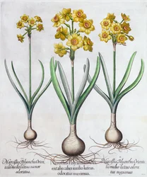 Narcisse, 1613