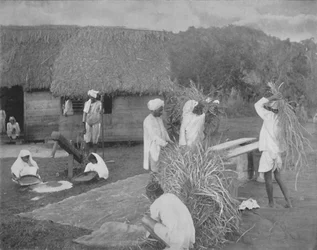 Travailleurs indigènes préparant du riz en Jamaïque, vers 1890