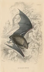 Chauve-souris de Natterer Myotis nattereri, 1828