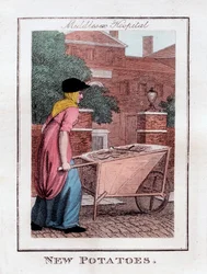 Nouvelles pommes de terre, hôpital de Middlesex, Londres, 1805