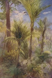 Forêt de Nouvelle-Zélande, 1924