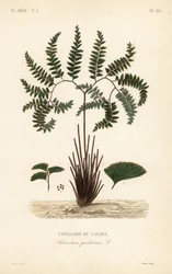 Capillaire du Canada, Adiantum pedatum