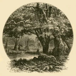 Chênes à Bradgate, 1898